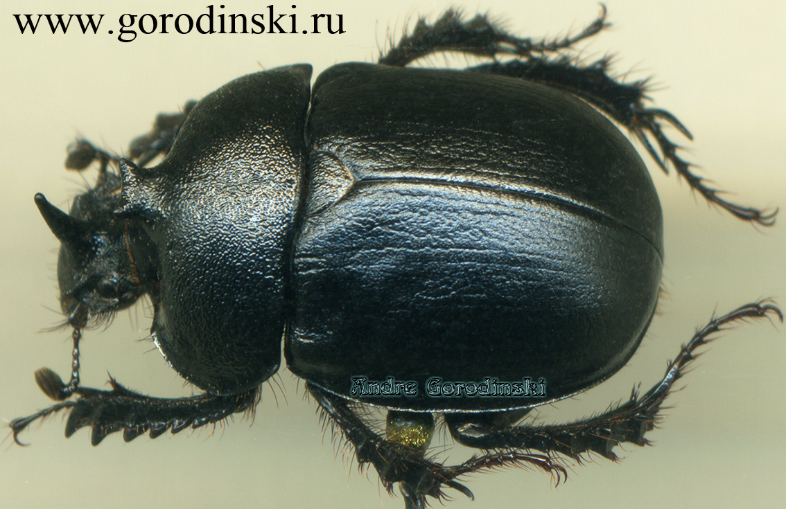 http://www.gorodinski.ru/geotrupes/Enoplotrupes kubani.jpg